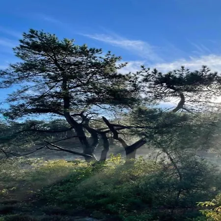 Lejlighed Stunning In Schoorl, North Hollanda Bike To The Schoorl